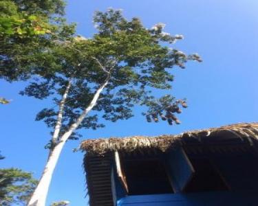 House Sitting in Puerto Viejo, Costa Rica