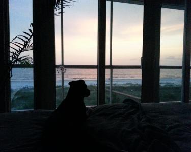 House Sitting in Port Saint Joe, Florida