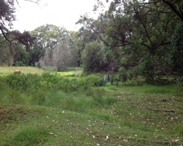 House Sitting in Honokaa, Hawaii