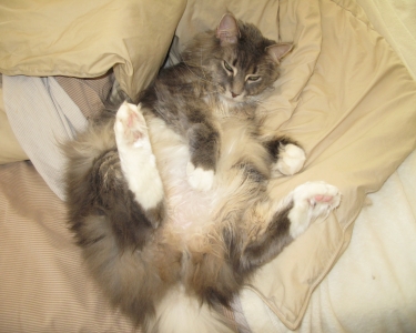 House Sitting in Evanston, Illinois