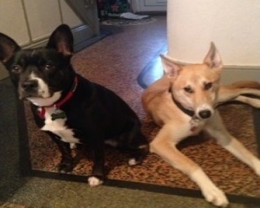 View Details of House Sitting Assignment in Cork, Ireland