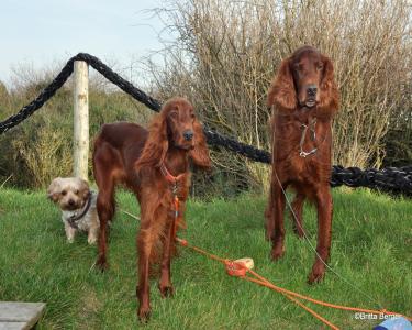 House Sitting in Wisch, Germany