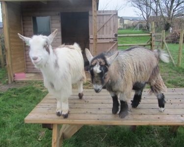 View Details of House Sitting Assignment in North Devon, United Kingdom