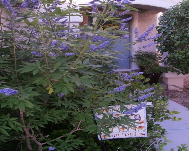 View Details of House Sitting Assignment in Las Vegas, Nevada