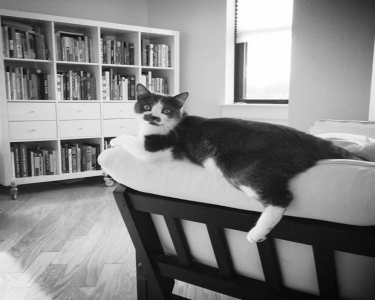 View Details of House Sitting Assignment in Falls Church, Virginia