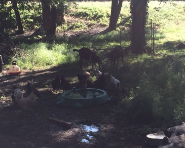 View Details of House Sitting Assignment in Jacksonville, Oregon