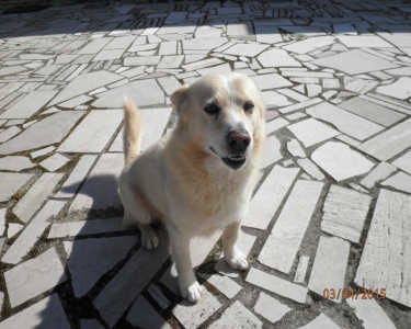 View Details of House Sitting Assignment in Mesagne (br), Europe
