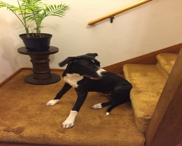 View Details of House Sitting Assignment in Troutdale, Oregon