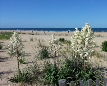 View Details of House Sitting Assignment in Rehoboth Beach, Delaware