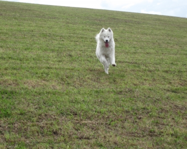 View Details of House Sitting Assignment in Naas, Co Kildare, Ireland