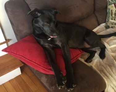 View Details of House Sitting Assignment in Alexandria, Virginia