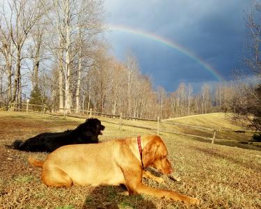 House Sitting in Massies Mill, Virginia