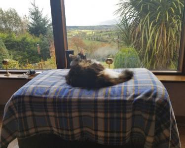House Sitting in Letterkenny Co. Donegal, Ireland