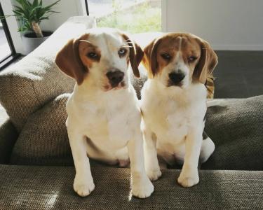 View Details of House Sitting Assignment in Inglewood, New Zealand