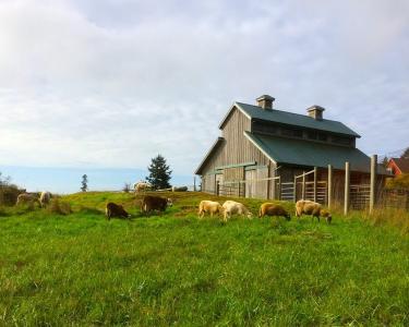 House Sitting in Friday Harbor, Washington