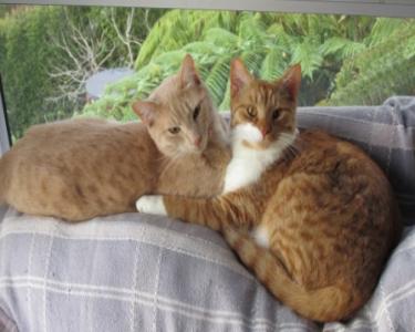 View Details of House Sitting Assignment in Russell, New Zealand