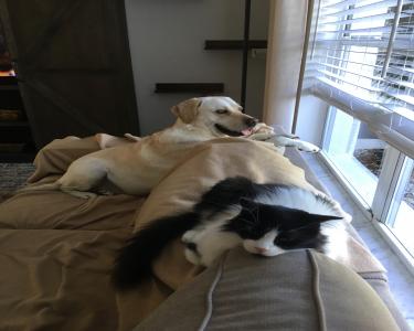 View Details of House Sitting Assignment in Cape Coral, Florida