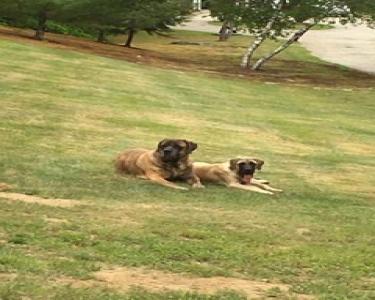 View Details of House Sitting Assignment in Deerfield, New Hampshire