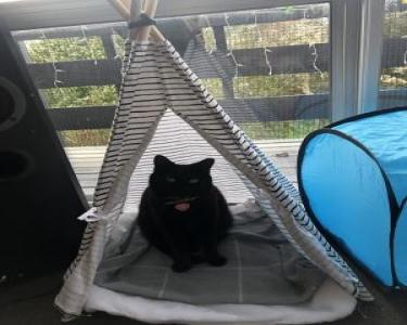 House Sitting in Auckand, New Zealand