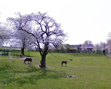 House Sitting in Vollezele, Belgium