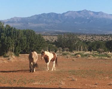 House Sitting in Mountainair, New Mexico