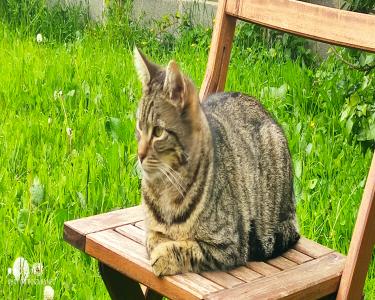 View Details of House Sitting Assignment in Lucan, Ireland