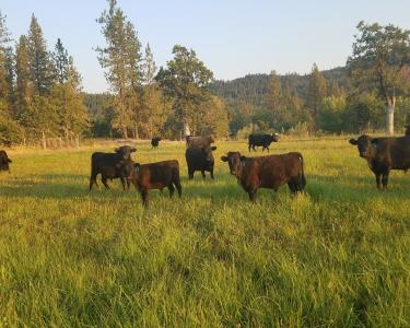 View Details of House Sitting Assignment in Eagle Point, Oregon
