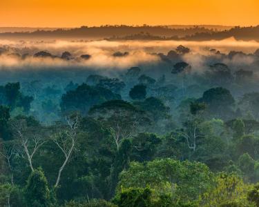 House Sitting in Alta Floresta, Brazil