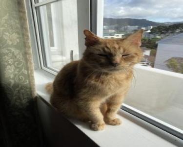 House Sitting in Mount Victoria, Wellington, New Zealand