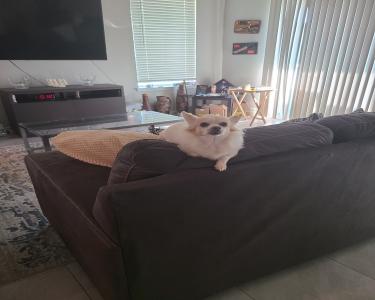 House Sitting in Pearland, Texas