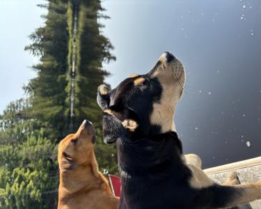 View Details of House Sitting Assignment in Washington, District of Columbia