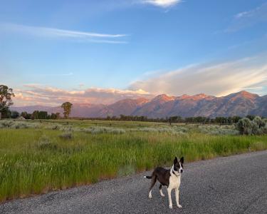 View Details of House Sitting Assignment in Jackson, Wyoming