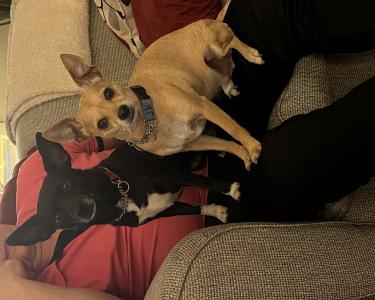 View Details of House Sitting Assignment in Mount Vernon, Washington