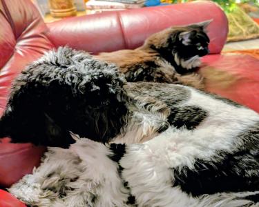 View Details of House Sitting Assignment in Sarasota, Florida