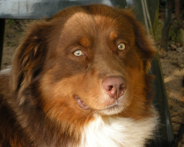 View Details of House Sitting Assignment in Cussay, France